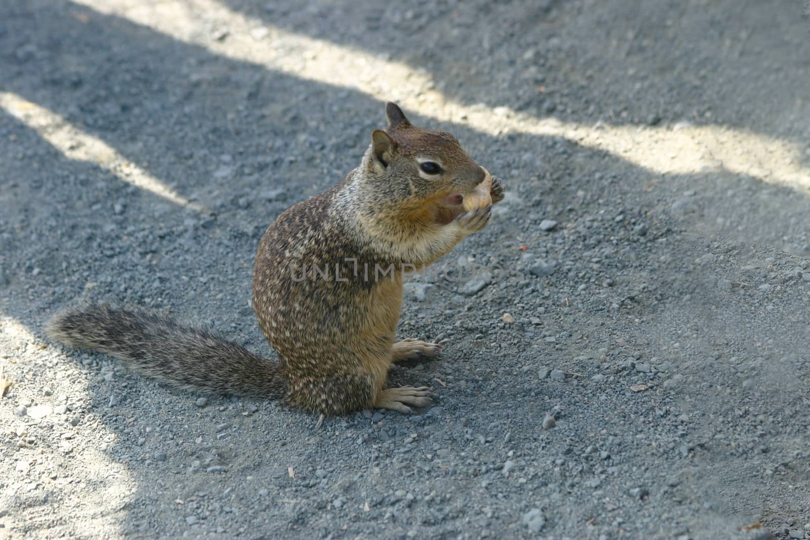 Funny Chipmunk eating a Peanut. California USA