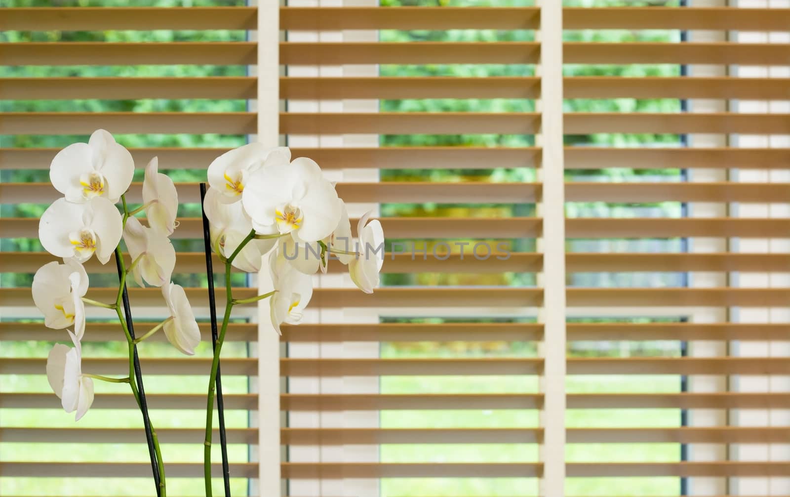 a orchid plant with plenty white flowers in front of a blurred window with brown wooden blinders slightly open forming light green stripes.