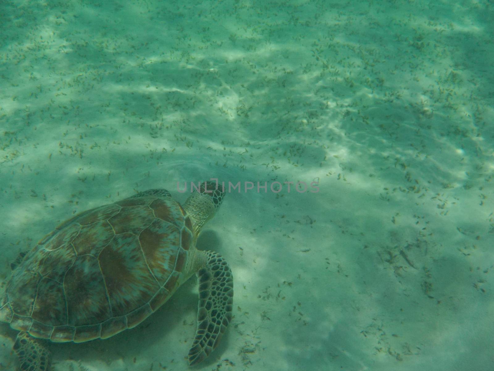 turtle eating seaweed colder in a lagoon of the Red Sea