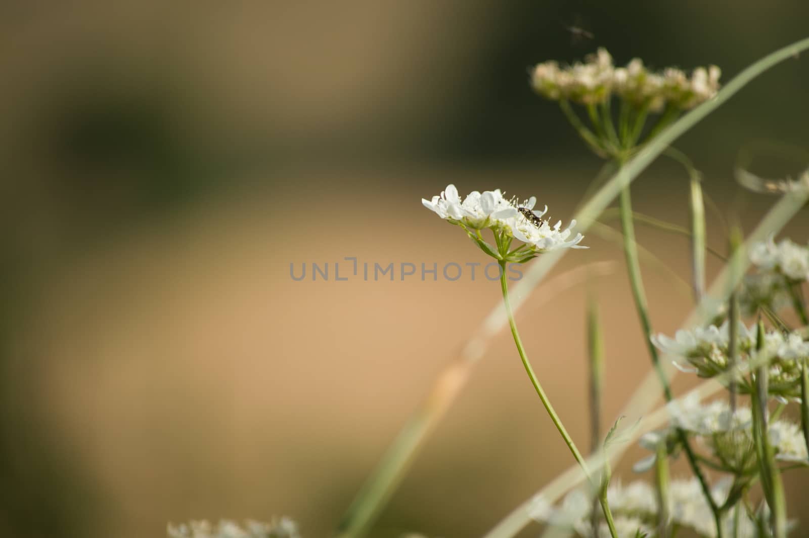 wildflower with insect Tuscan hills - italy