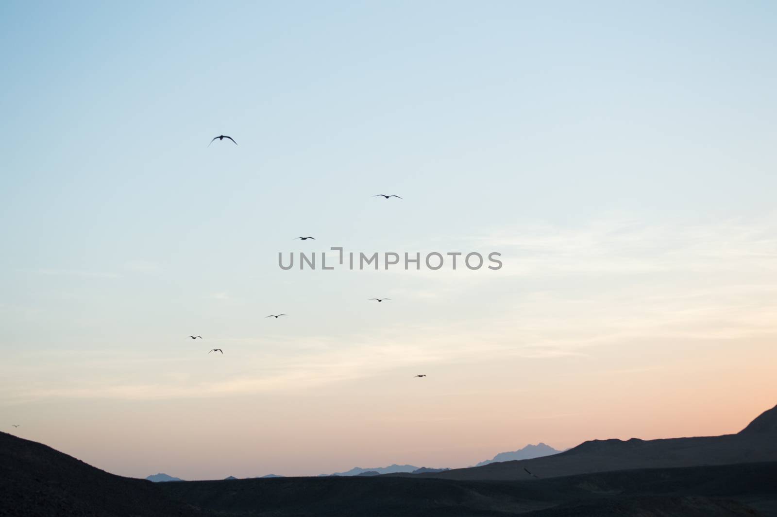 birds in the desert sunset by andreaclc82