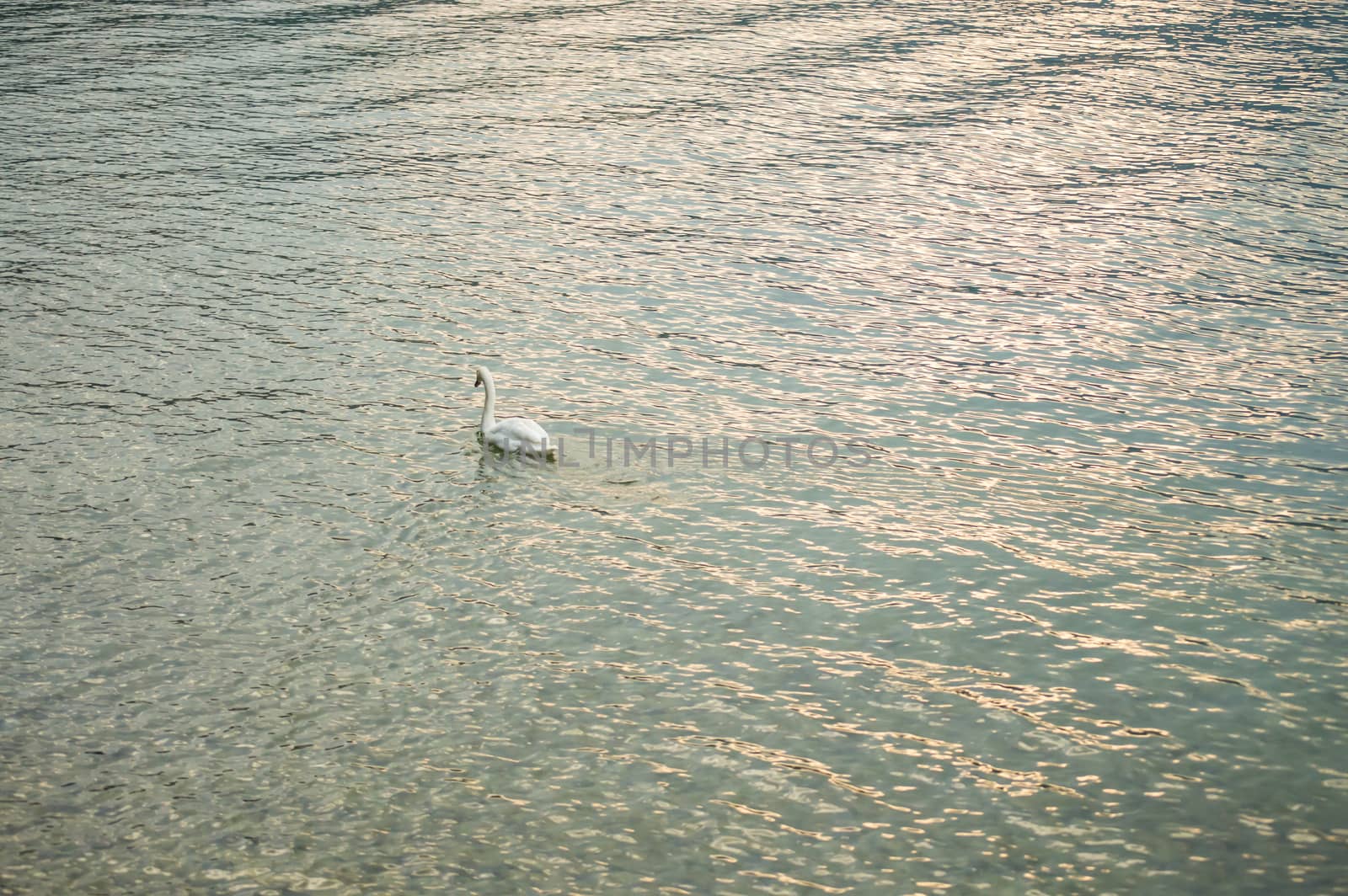 magnificent swan swimming proud and solitaire in the lake at sunset