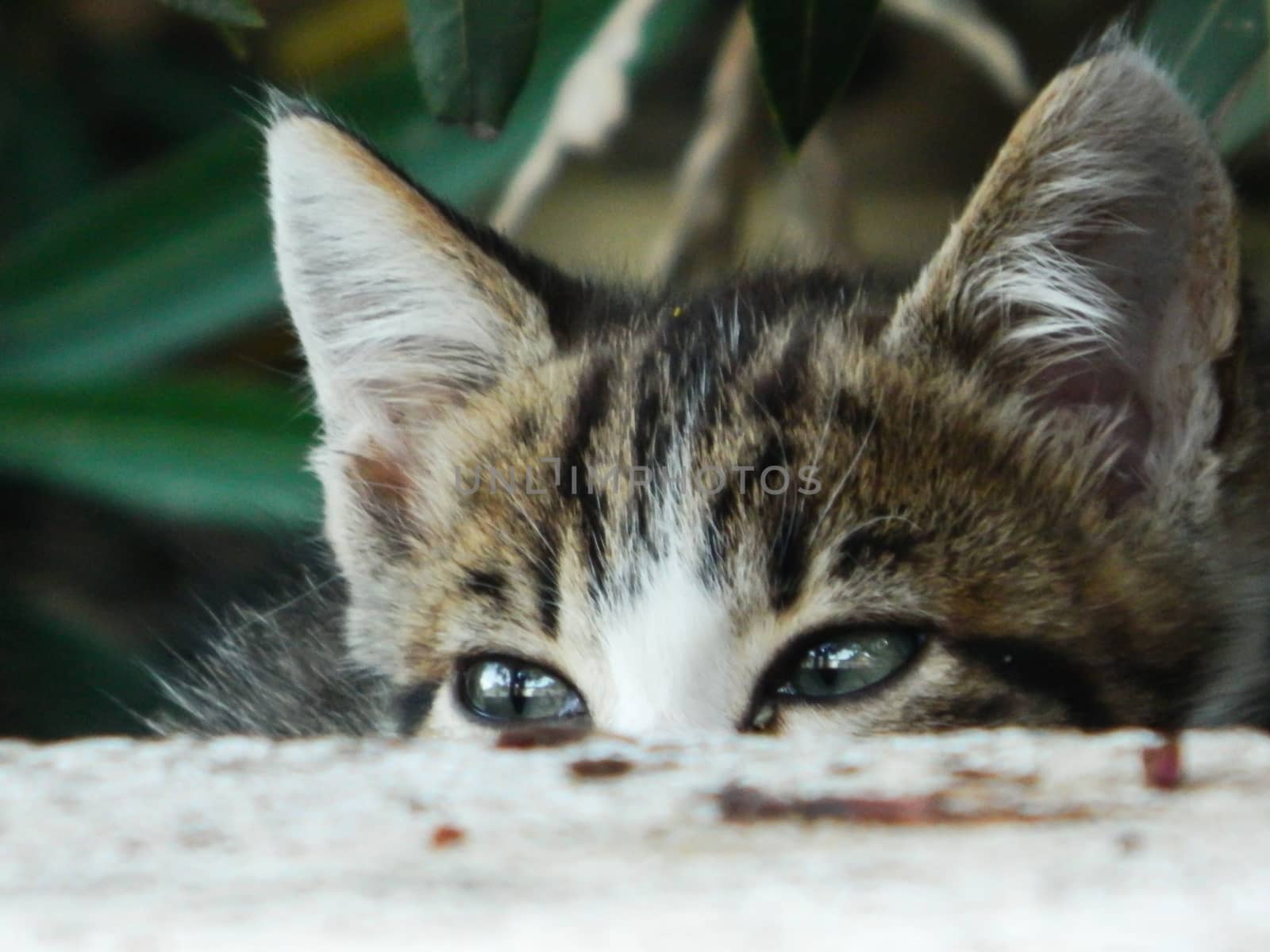kitten hiding behind a staircase in the country