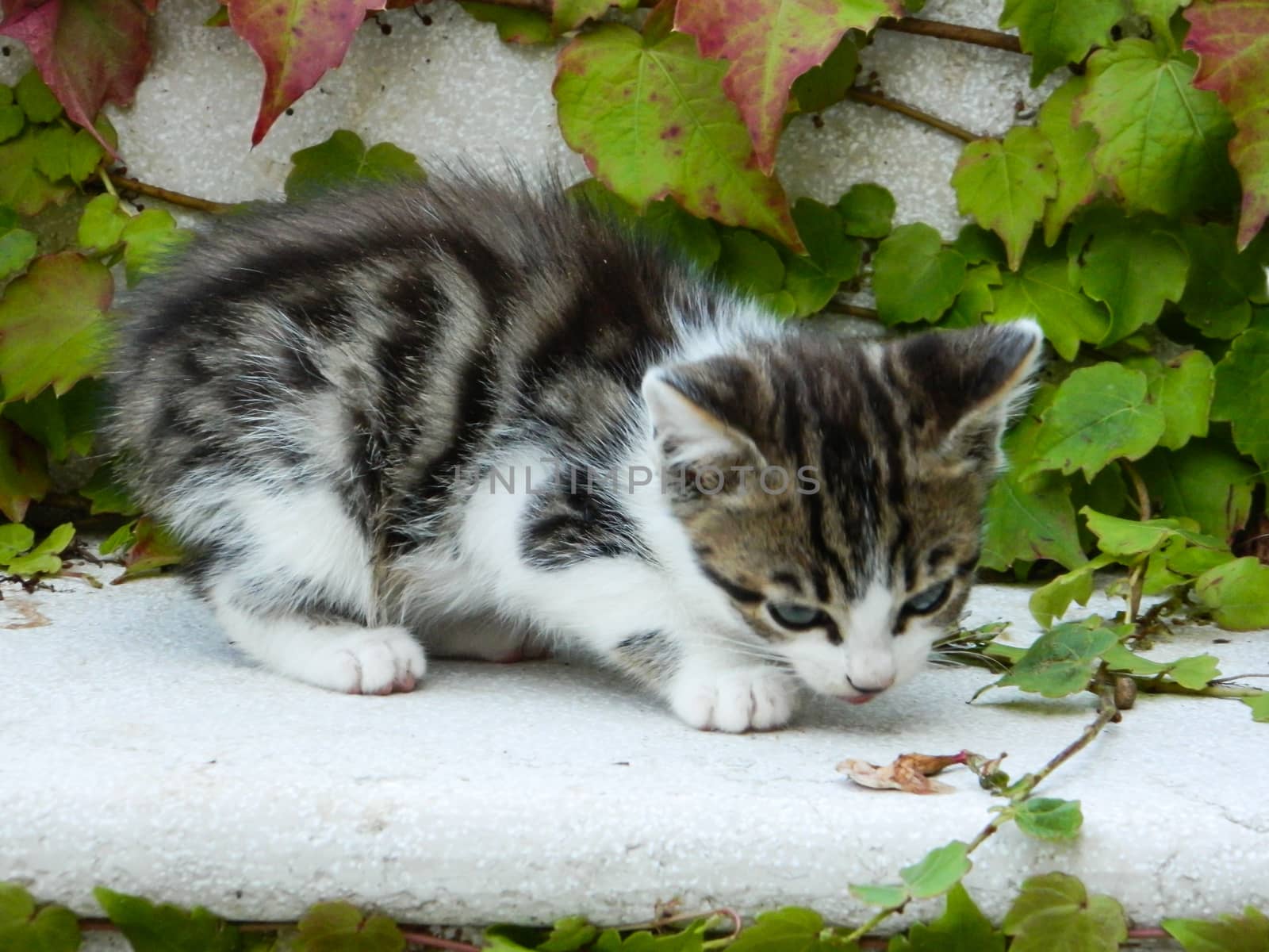 kitten licks the hair in the country