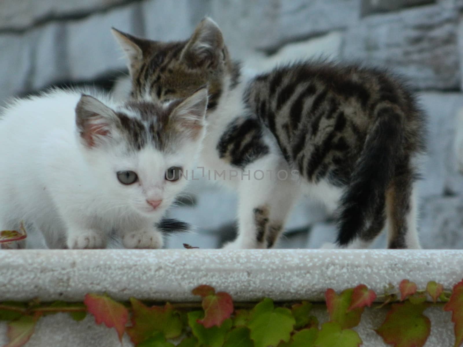 kittens playing with each other on a staircase covered by leaves