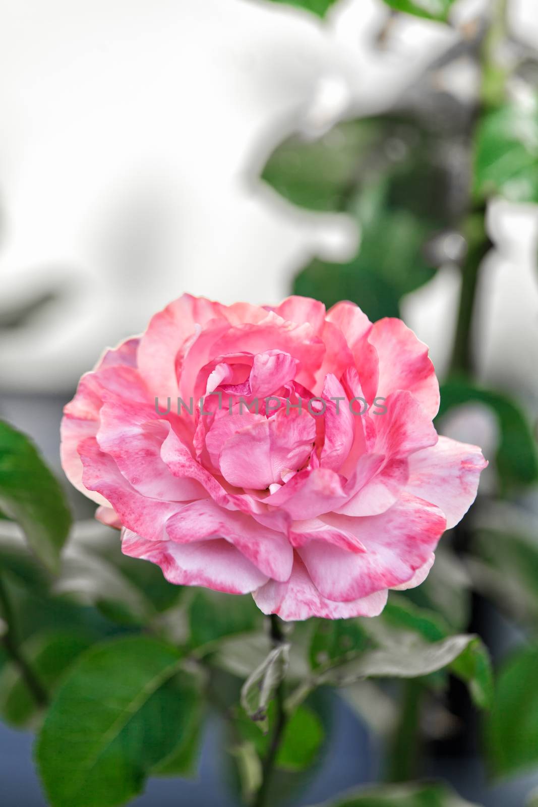 Single pretty perfect pink rose growing on a bush in the garden symbolic of love and romance, with copyspace