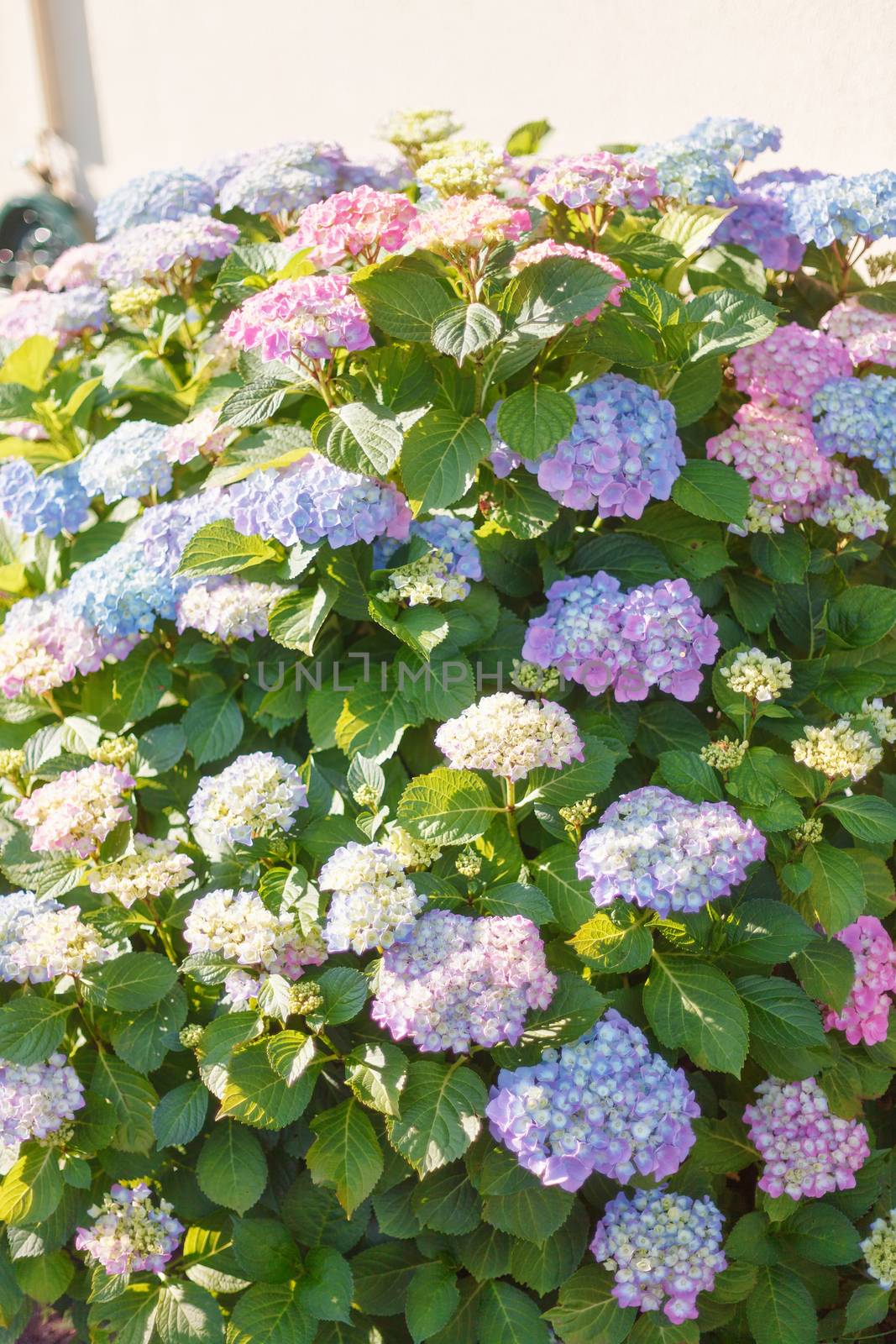 Flowering hydrangea bush covered in assorted pink and blue clusters of flowers in sunshine growing in a garden, close up view