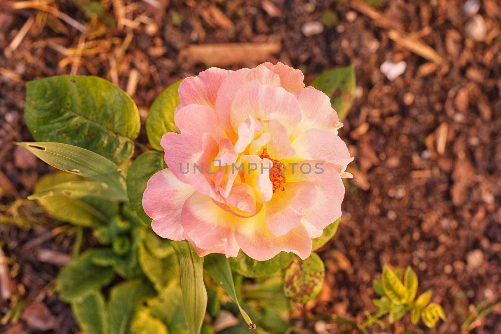 Variegated pink and yellow rose by STphotography