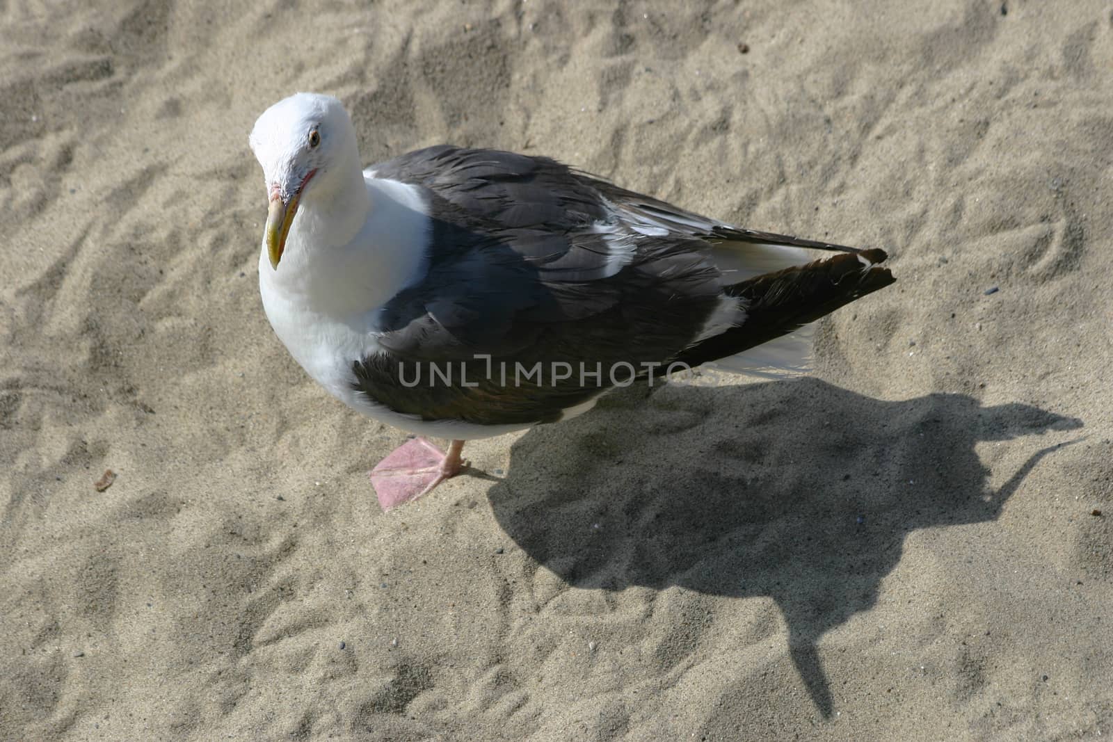 Curious seagull with orange beak looking at you. Santa Monica beach, Los Angeles Cailifornia USA