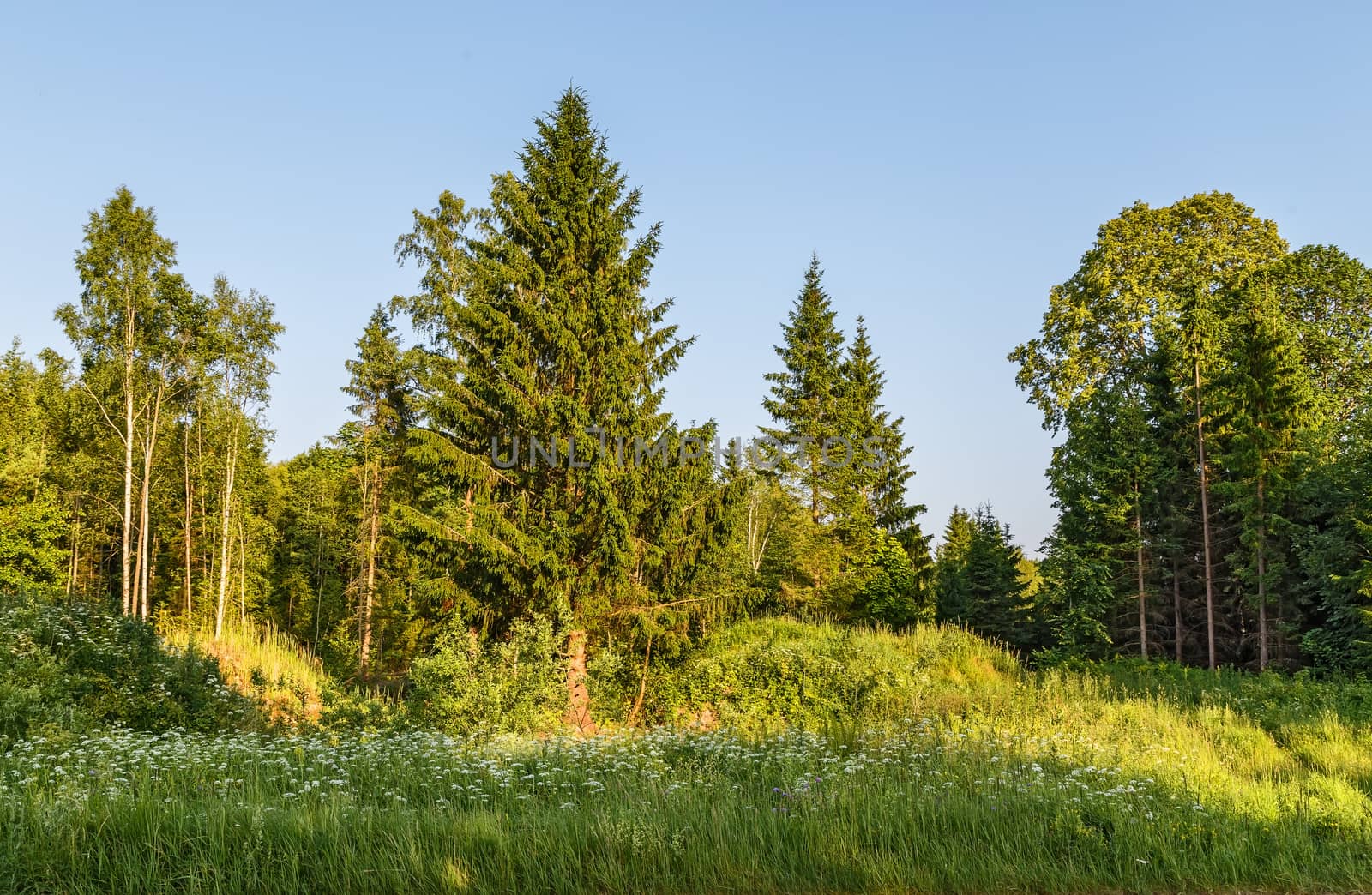 roadside forest road at sunset,Latvia