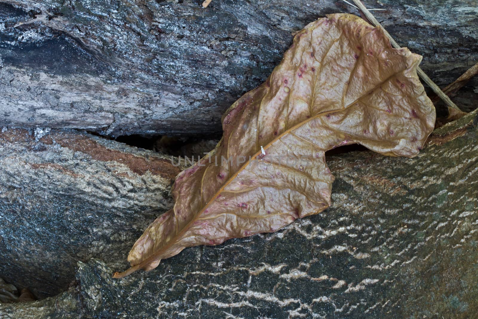 Colourful leaves on the ground  in Thailand is the summer