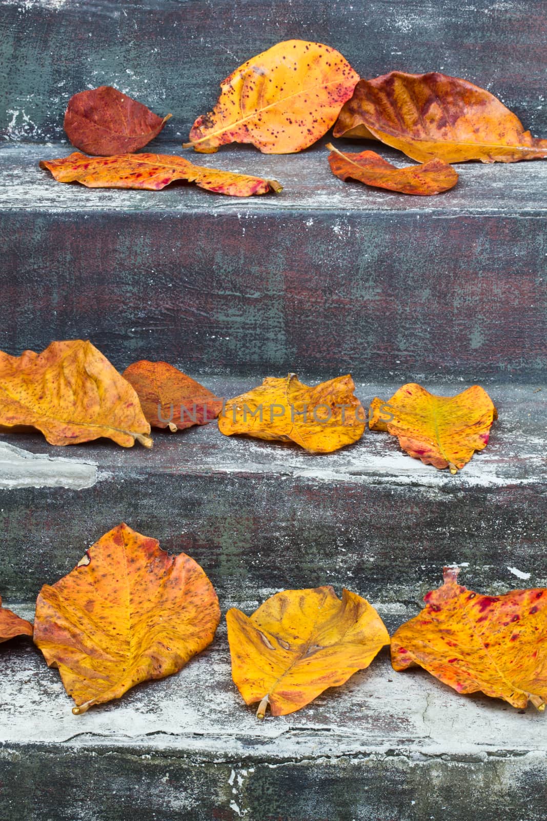 Colourful leaves on the ground  in Thailand is the summer