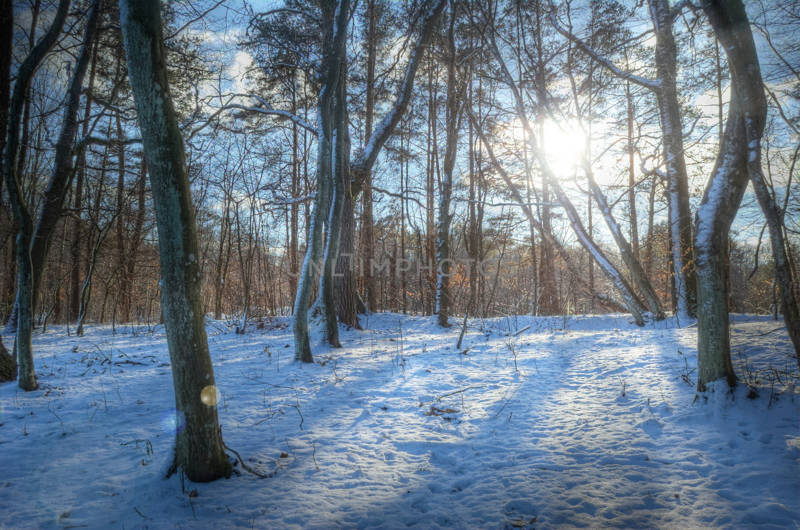 Season conceptual image. Winter in forest.