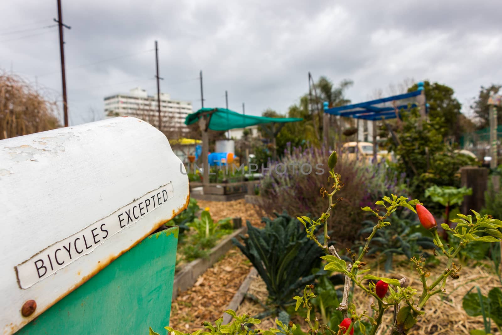 A letterbox with the text - Bicycles Excepted written along the site, it has green paint and some rust, with a garden in the background.