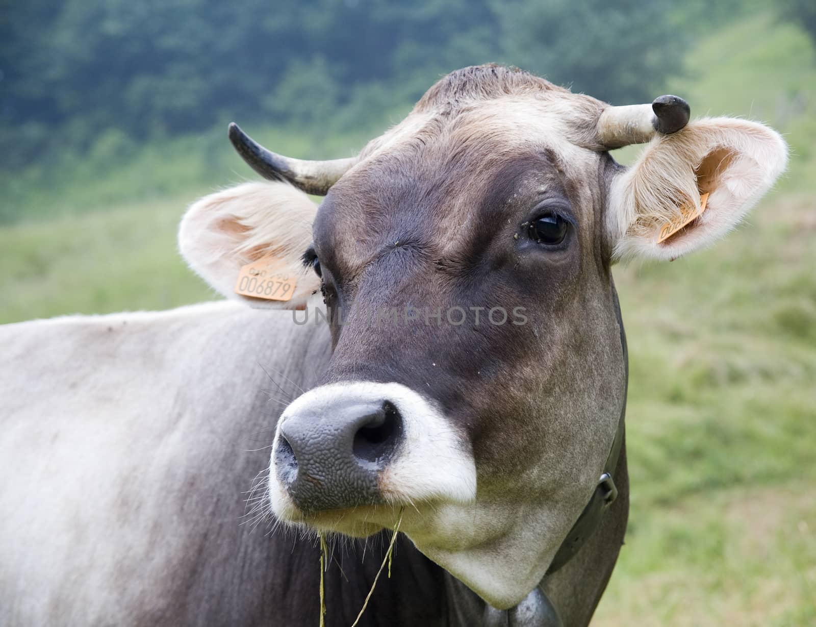 italian cow, quality called cabanina, liguria