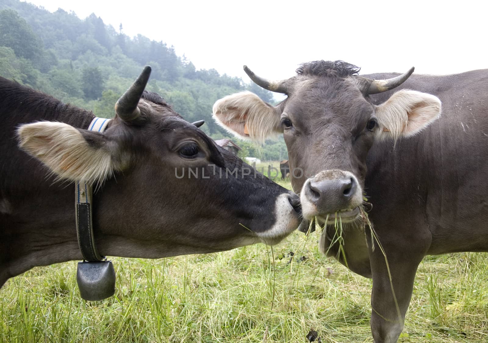 italian cow, quality called cabanina, liguria