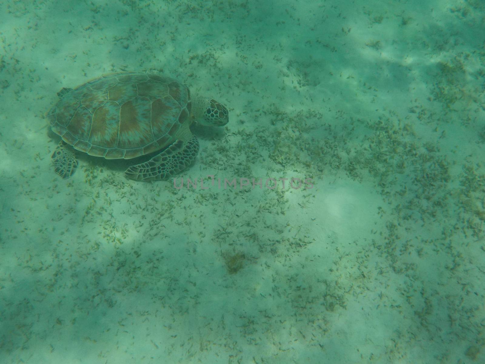 turtle eating seaweed colder in a lagoon of the Red Sea