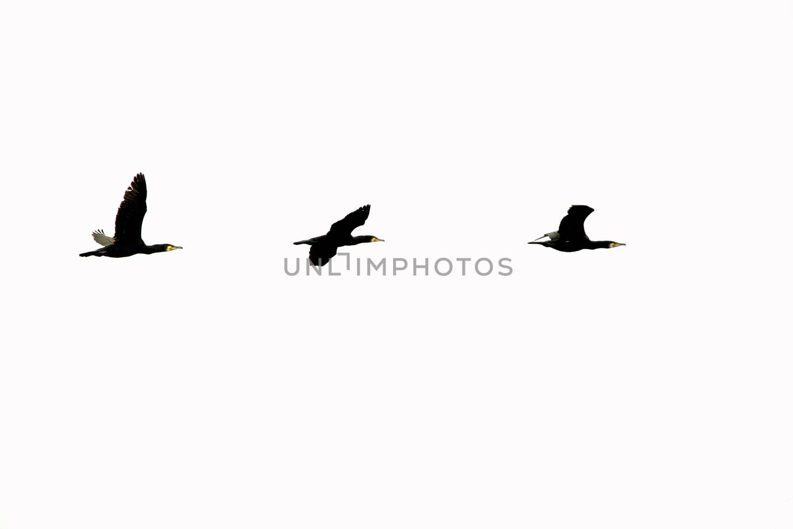 Three cormorants flying in a line