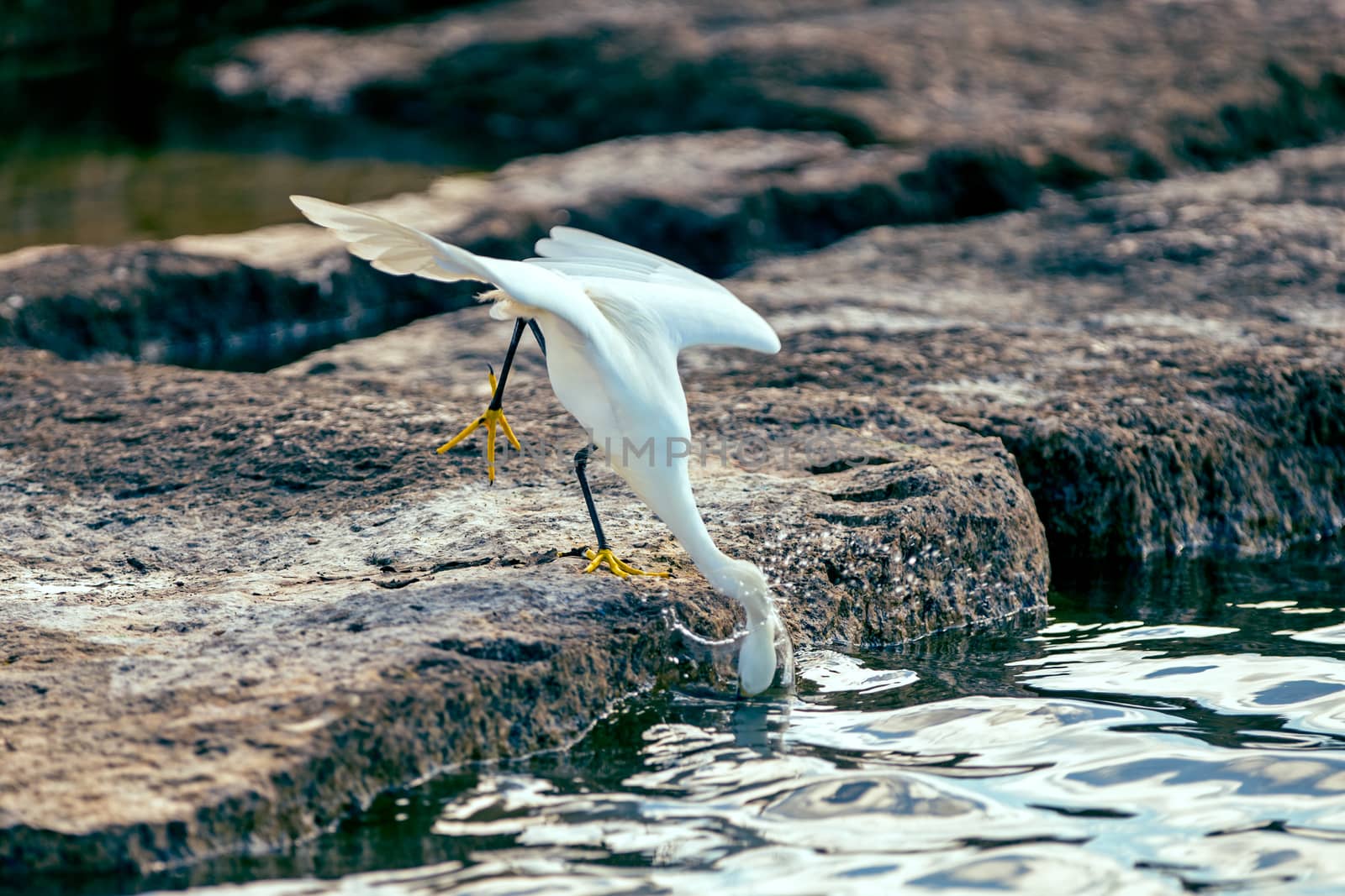 Snowy egret darting for fish