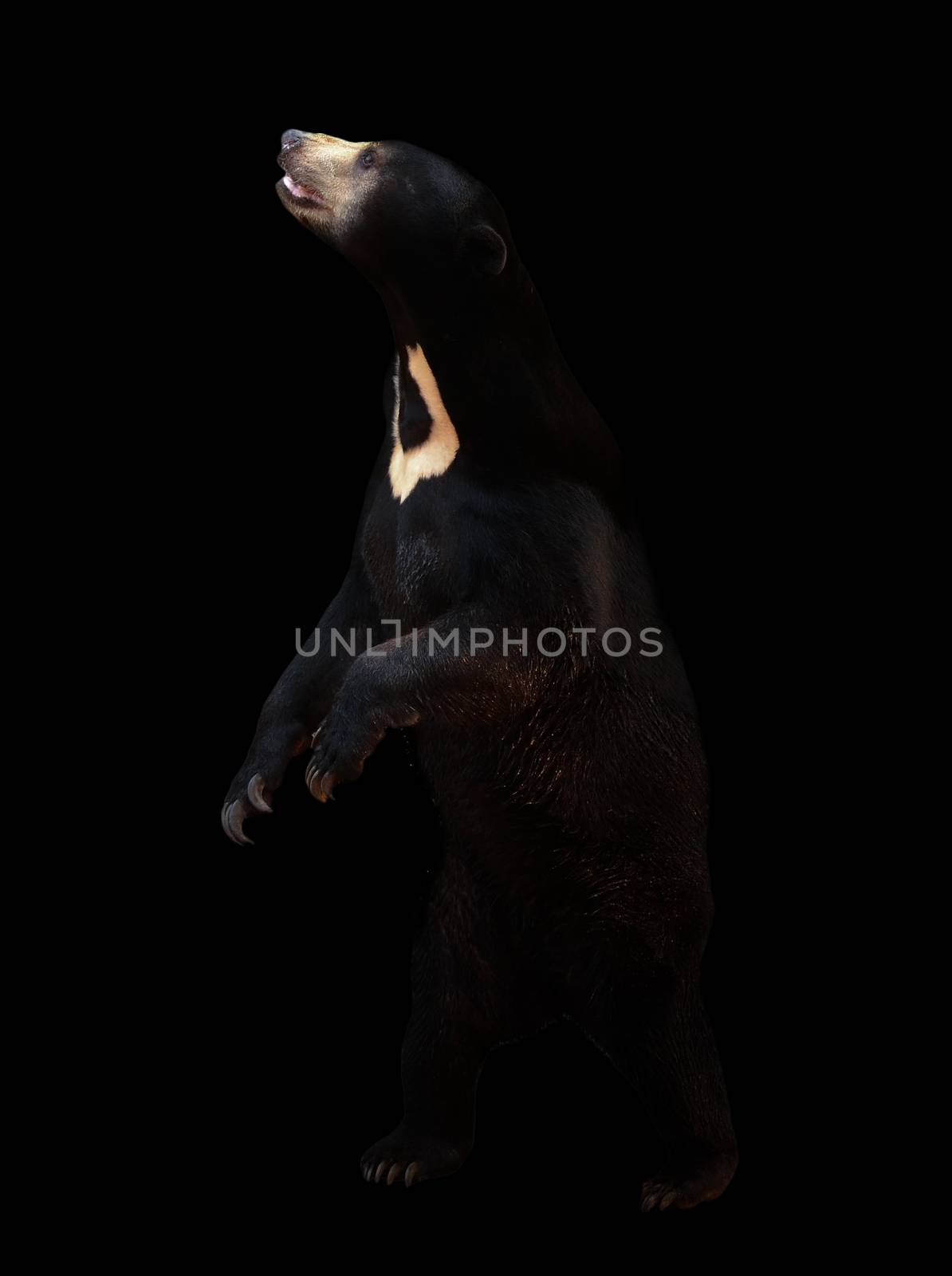 malayan sunbear in the dark background by anankkml