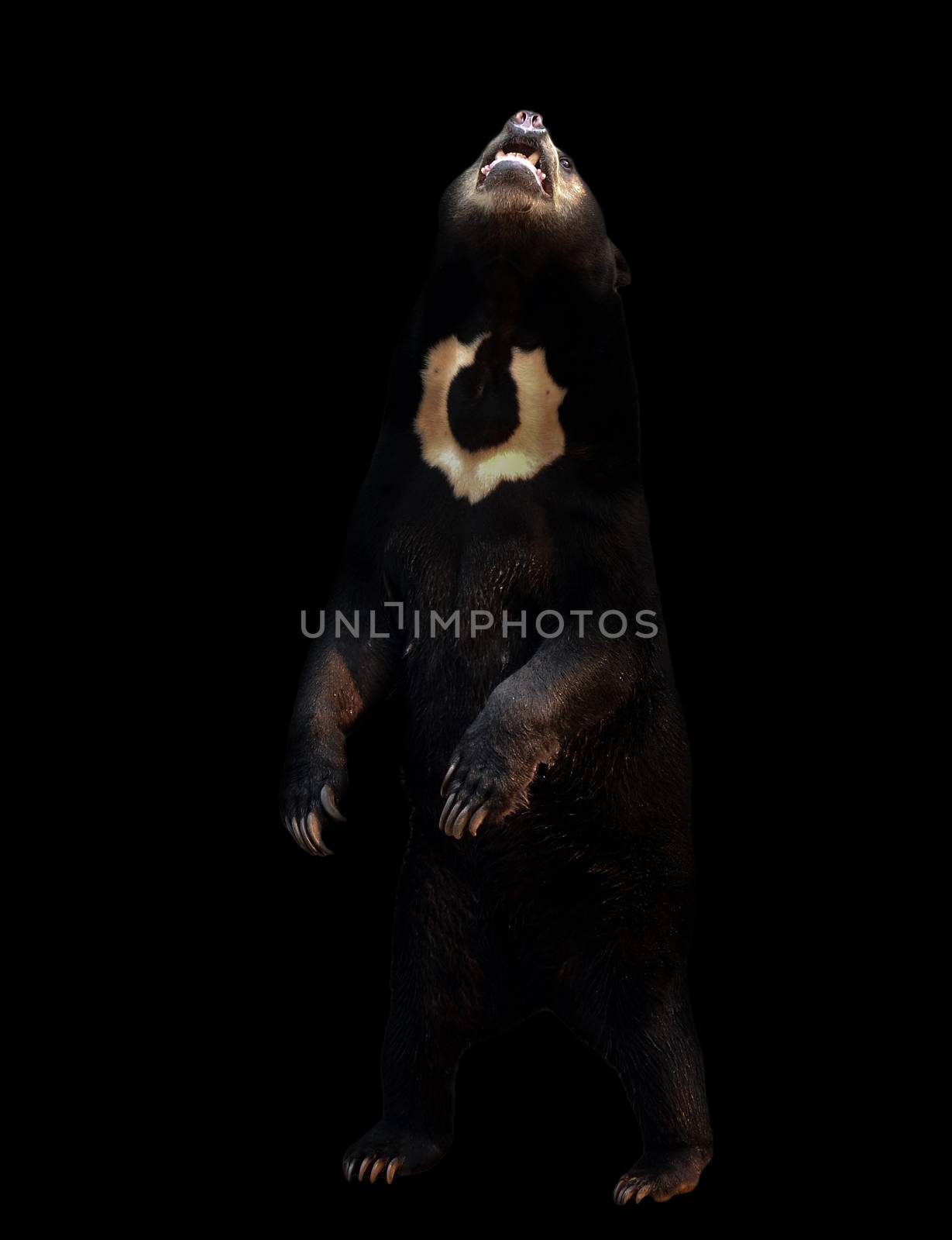 malayan sunbear standing in the dark background