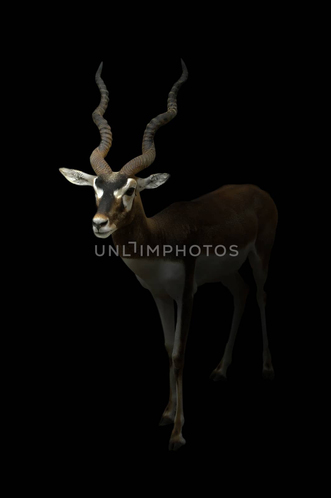 male blackbuck standing in the dark background