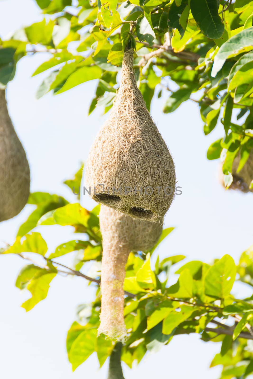 Baya weaver bird nest at a branch of the tree