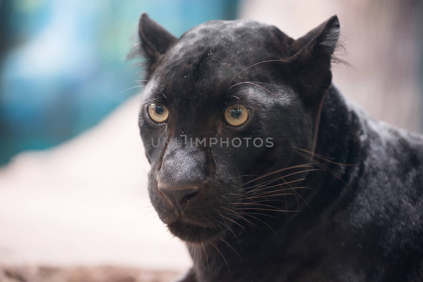 black panther head close up
