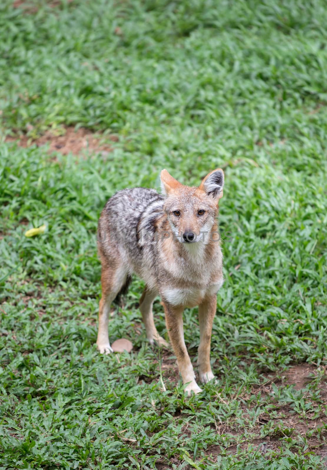 golden jackal standing on green grass