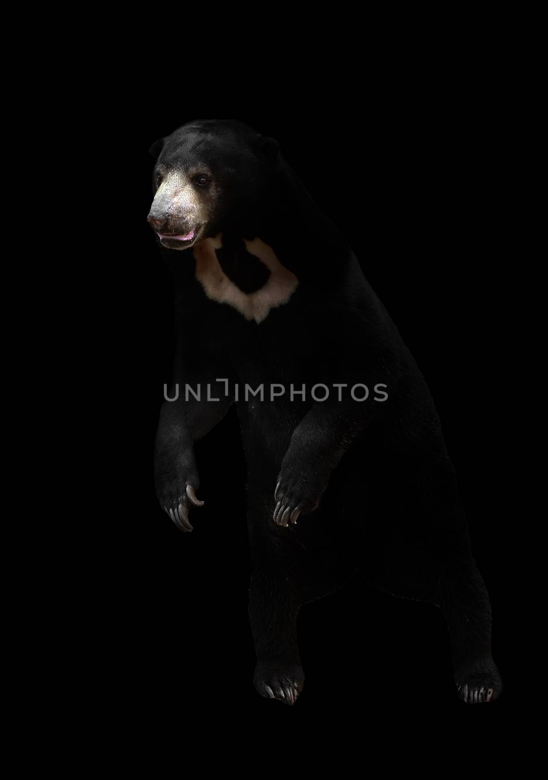 malayan sunbear standing in the dark background