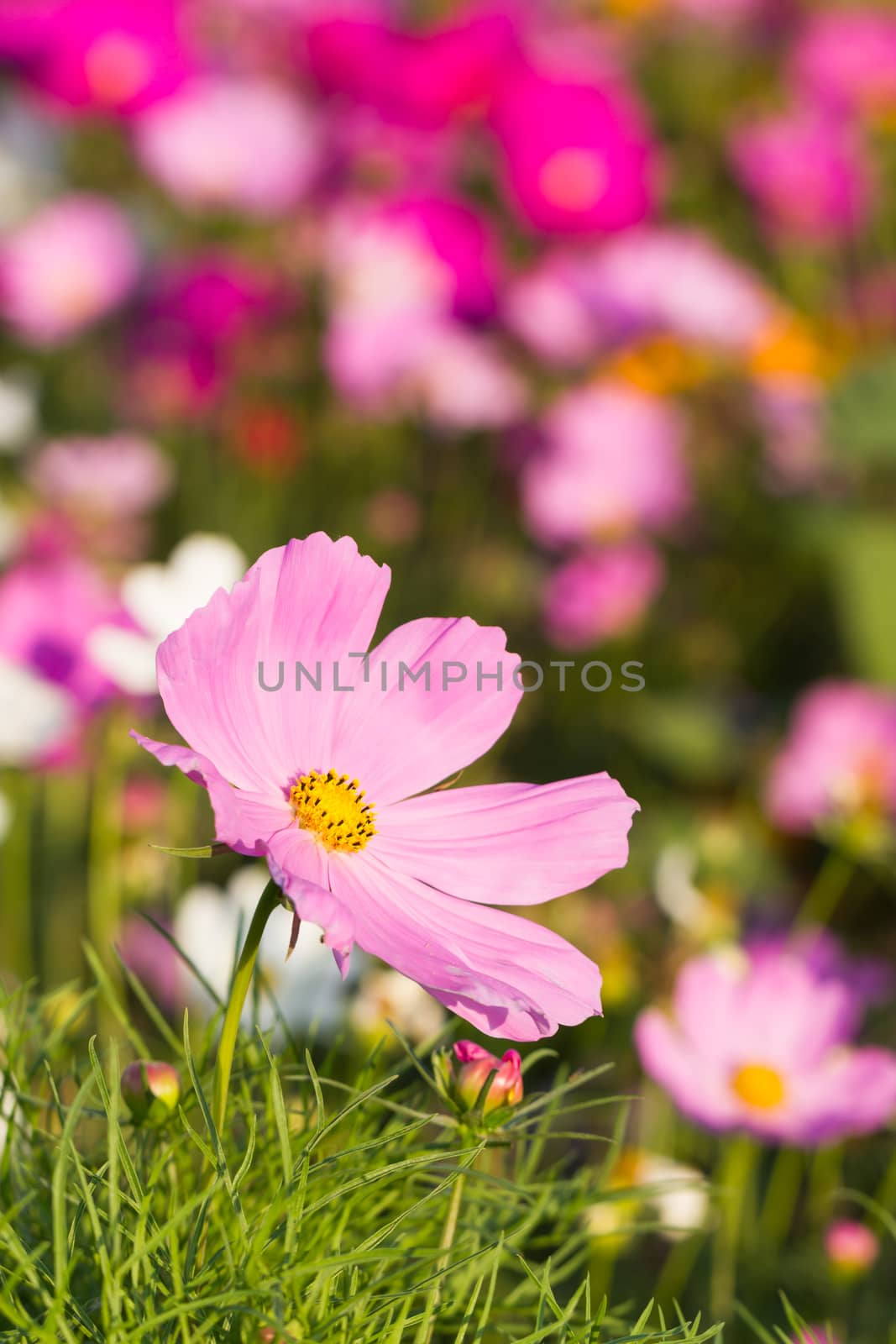 Close up pink cosmos flower by stoonn