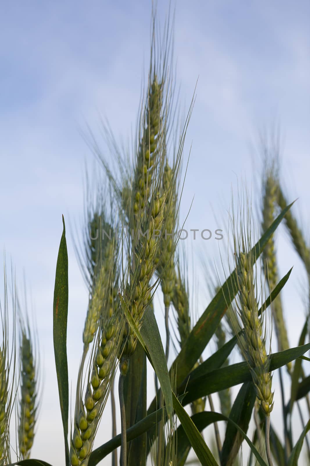 Close up Wheat field in country side by stoonn