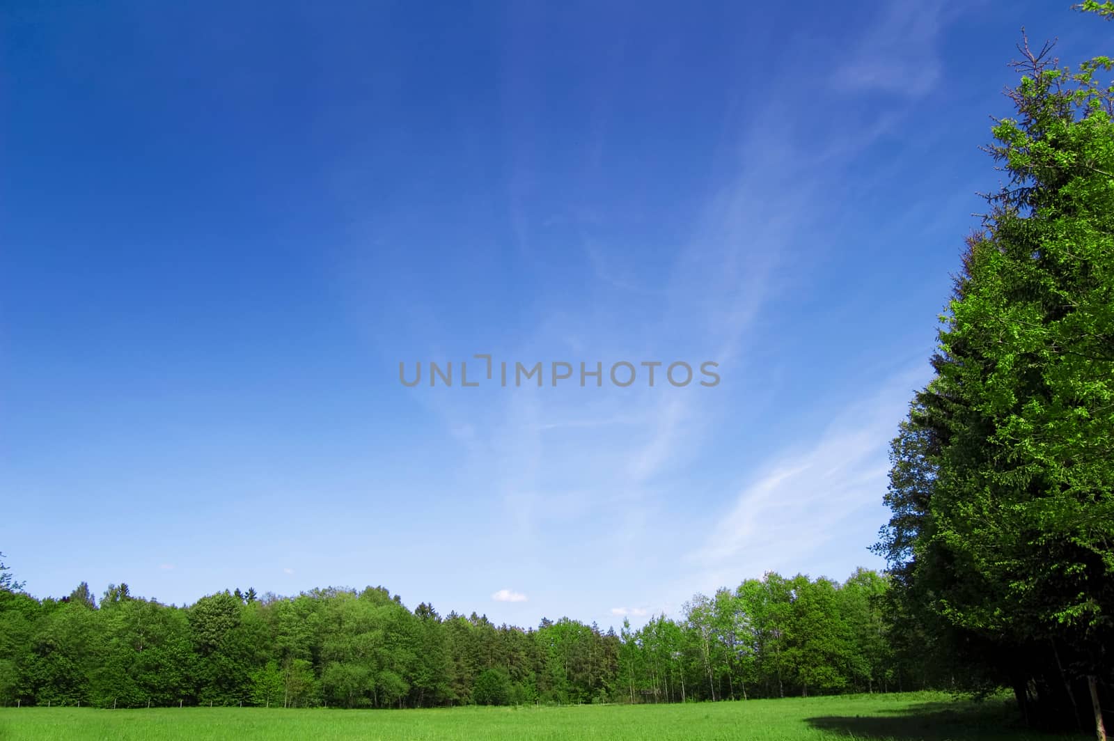 Field and forest conceptual image. Picture of green field and forest with blue sky in summer.