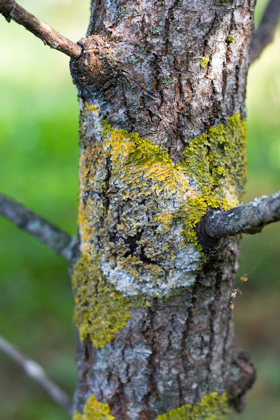 the trunk of the tree covered with lichen and moss natural background