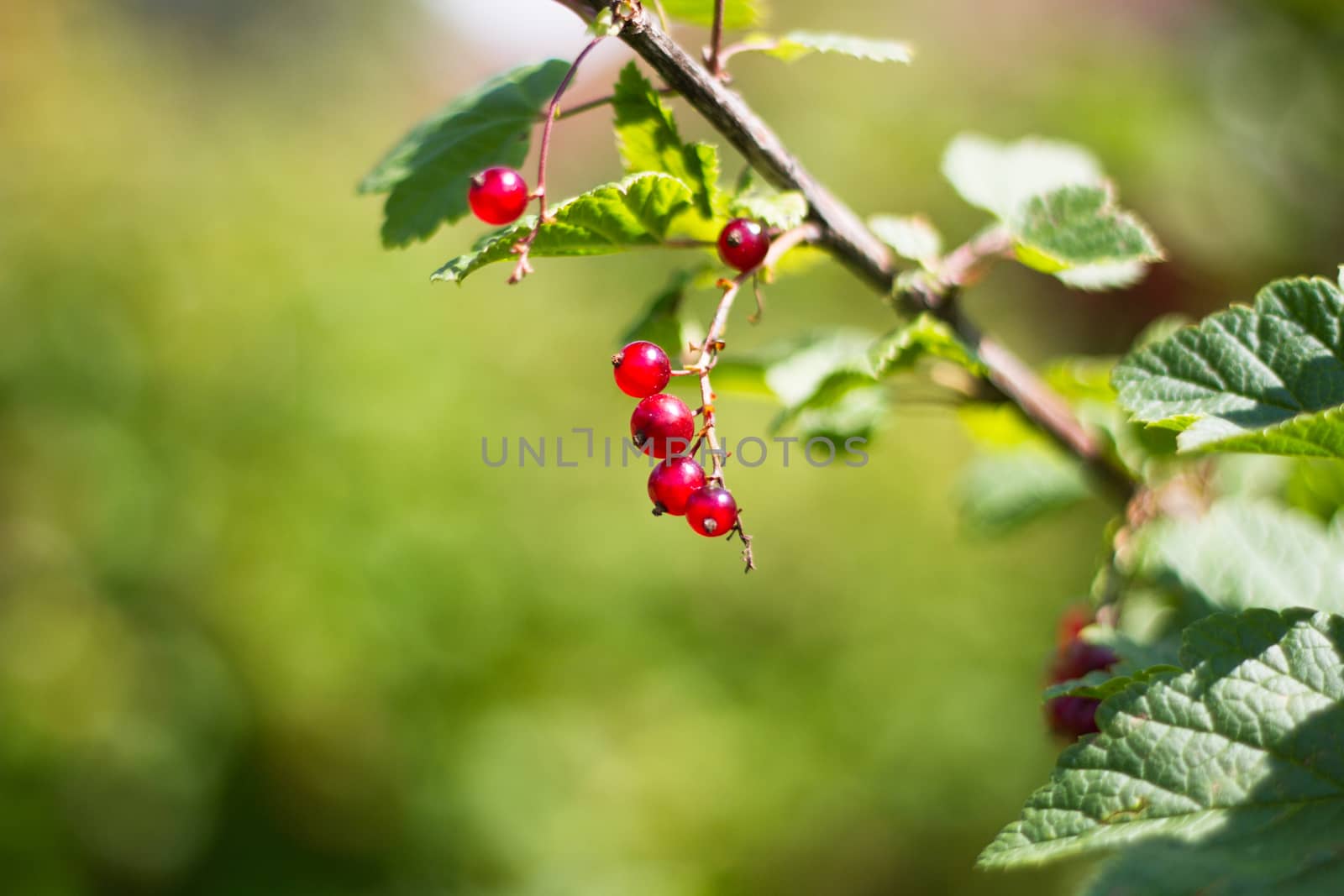 Red currant berries on a Bush farm vegetable garden by olegkozyrev