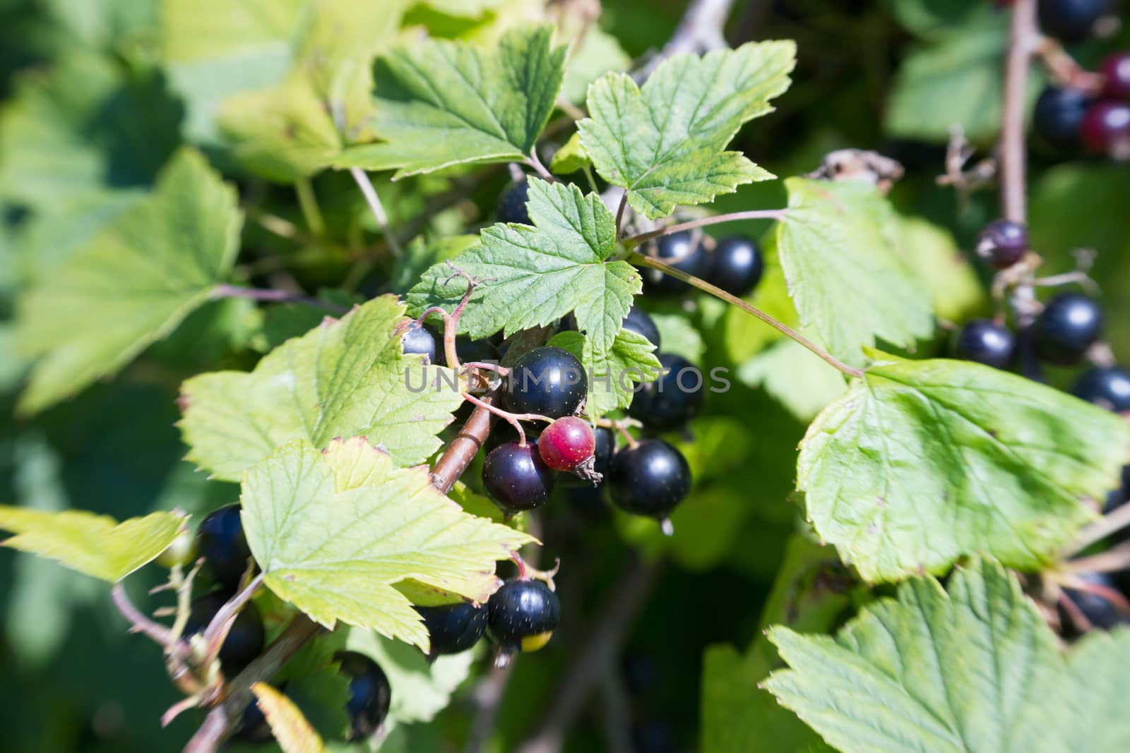 Black currant berries on a green Bush garden farm by olegkozyrev