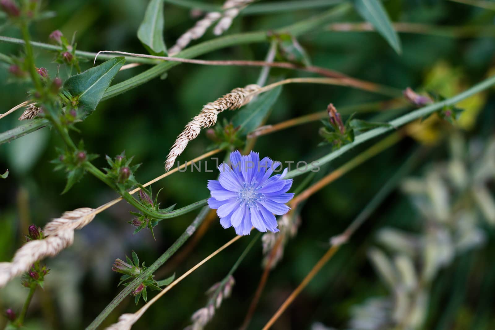 Blue chicory flower on a green grass background by olegkozyrev