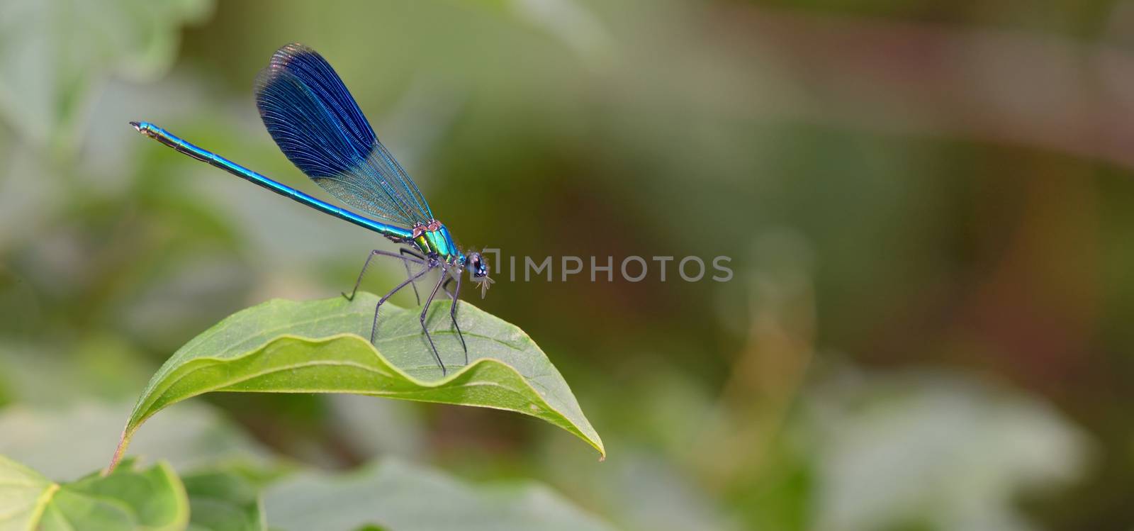 dragonfly in forest by jordachelr