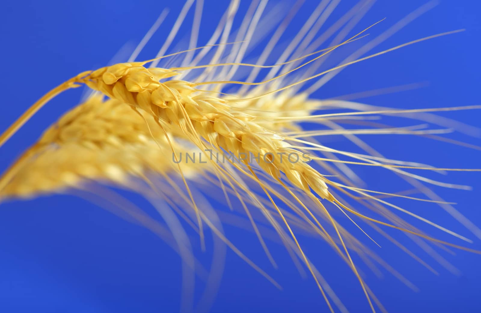 spikelets and grains of wheat on a blue background