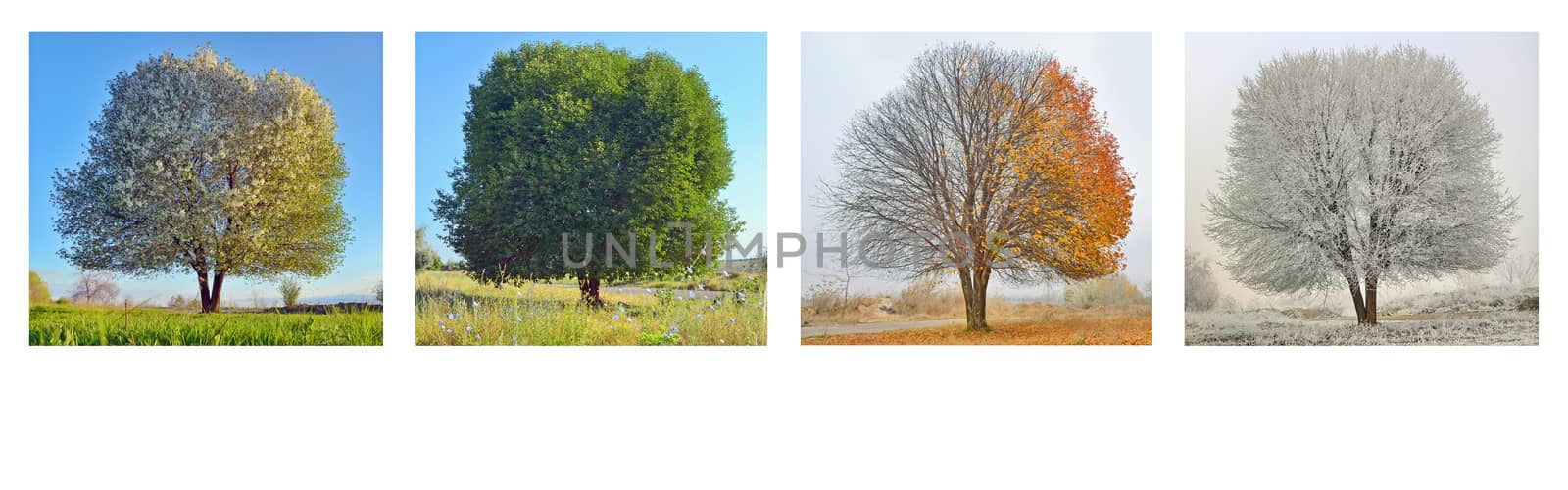 alone tree in four season panorama
