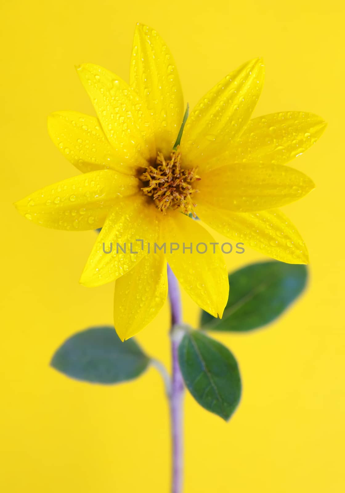 yellow sunflower by jordachelr