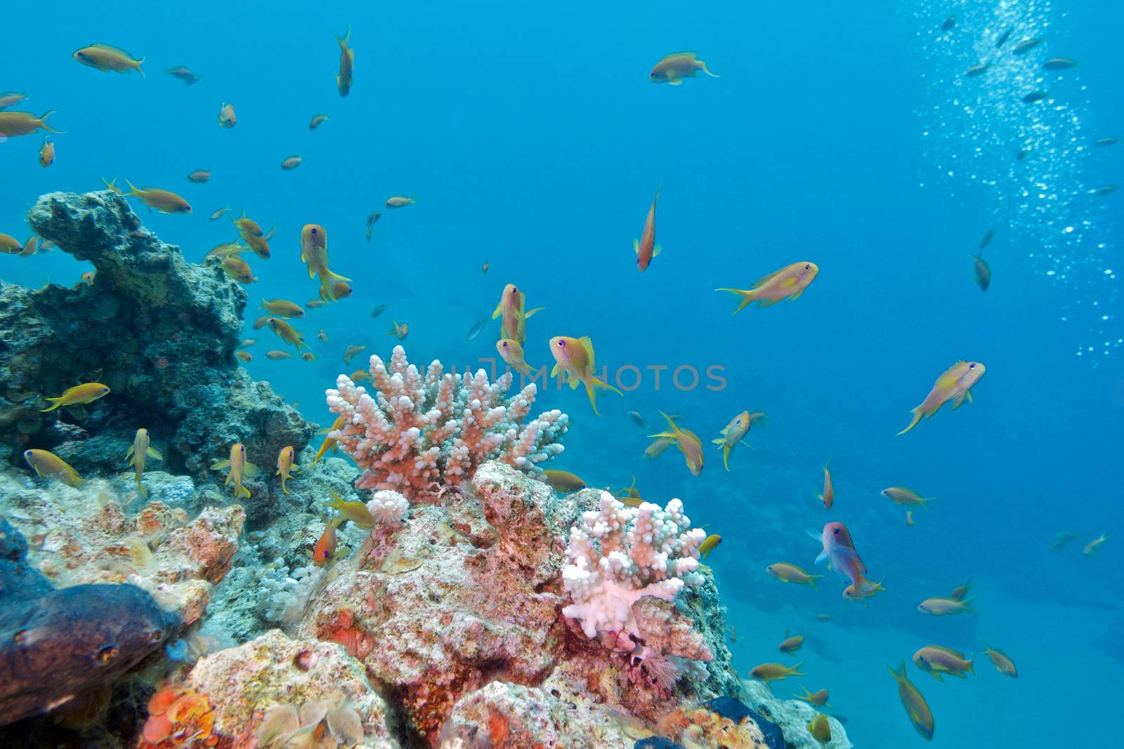 colorful coral reef with shoal of fishes scalefin anthias in tropical sea