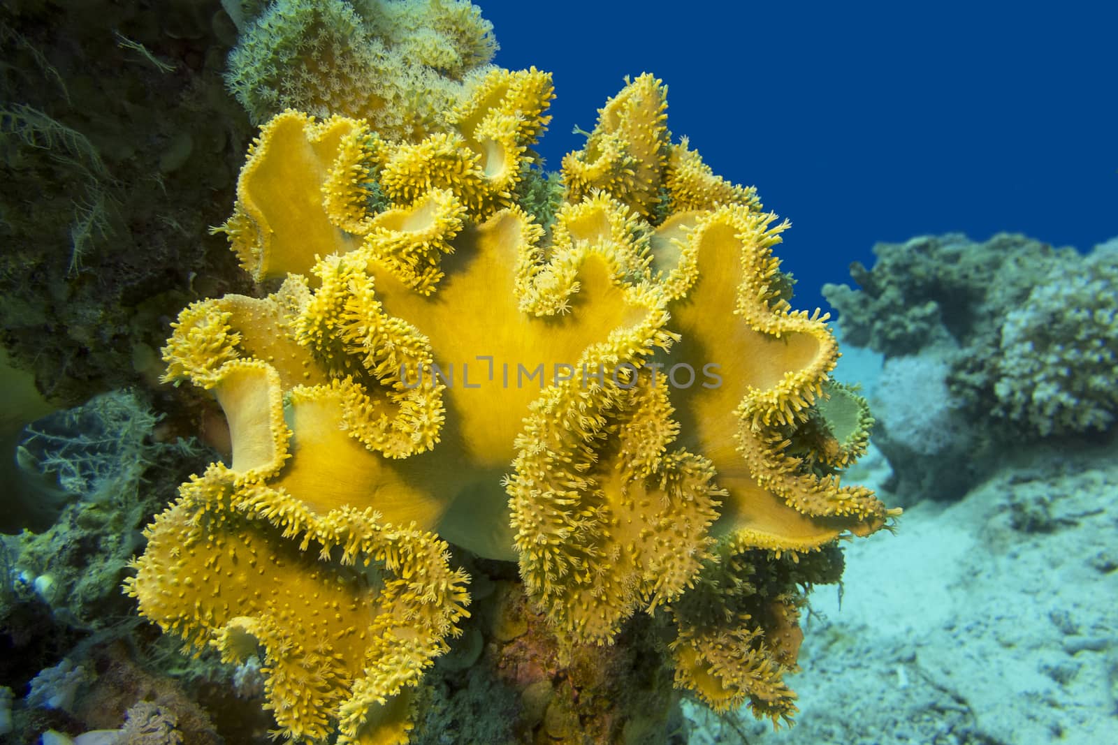 coral reaf with great yellow mushroom leather coral at the bottom of tropical sea