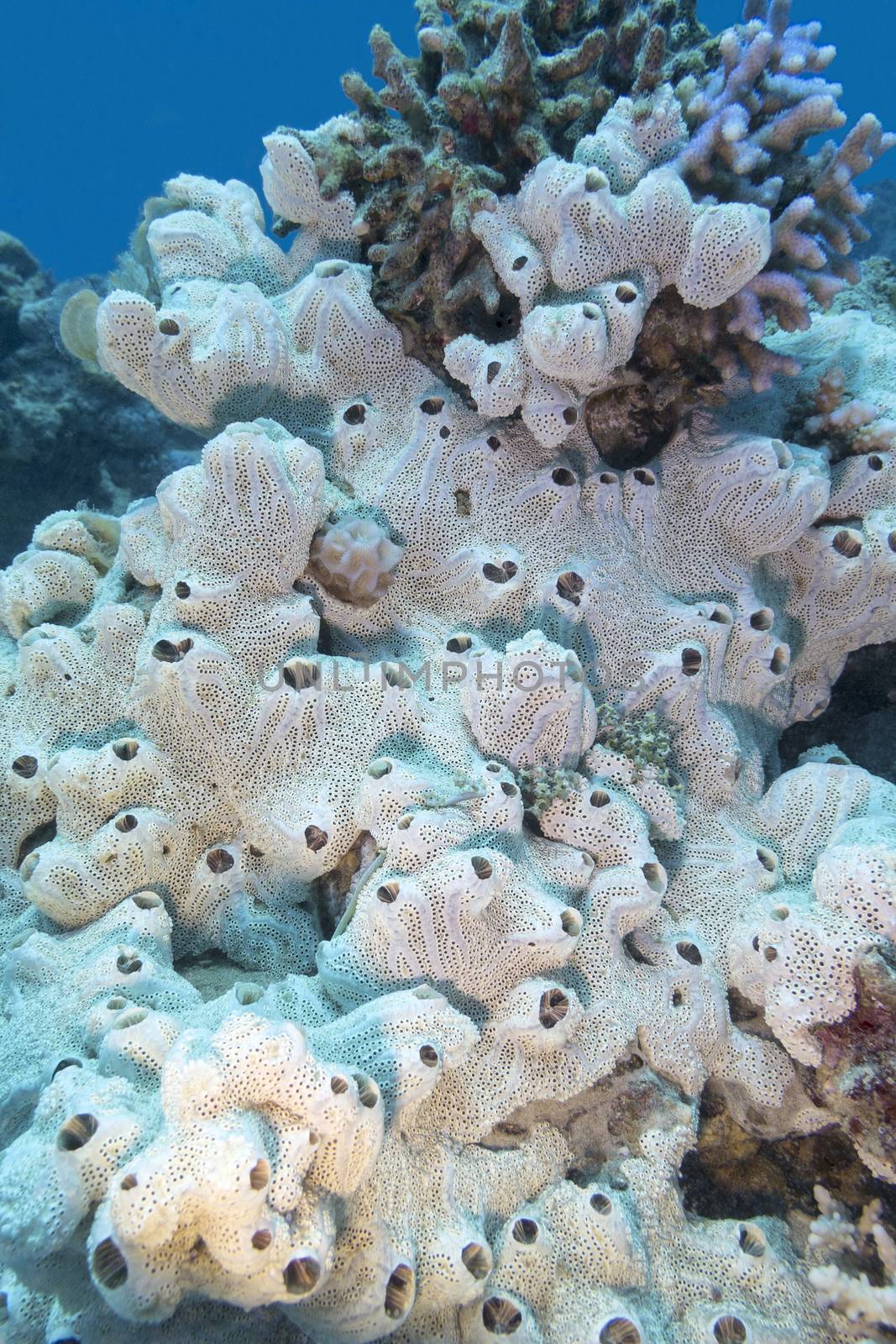great white sea sponge at the bottom of tropical sea, underwater by mychadre77