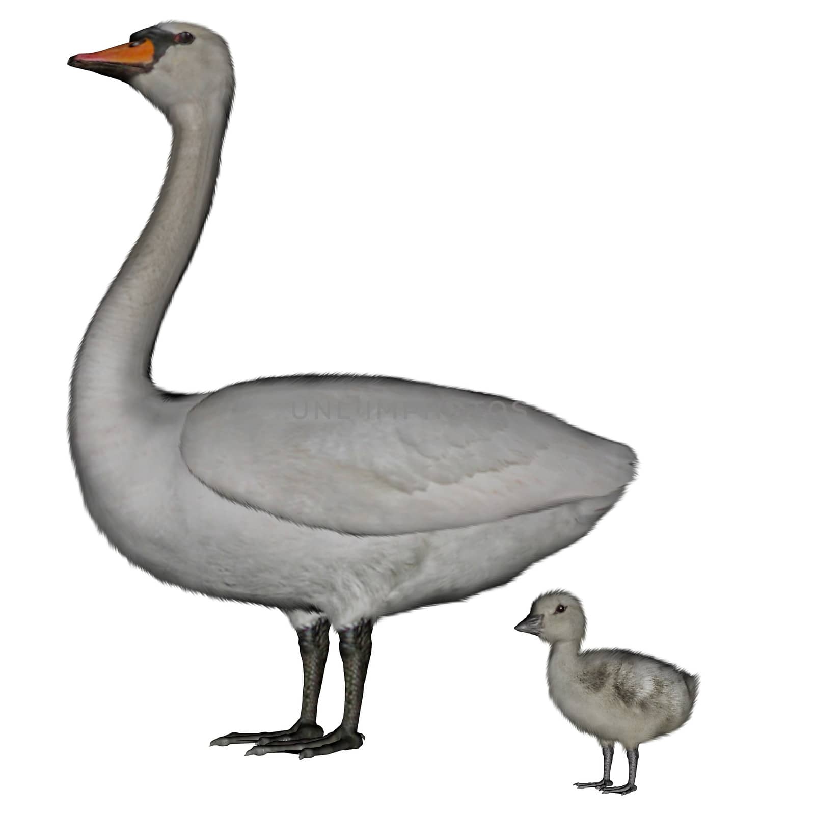 Mute swan, cygnus olor, mother and baby- 3D render by Elenaphotos21