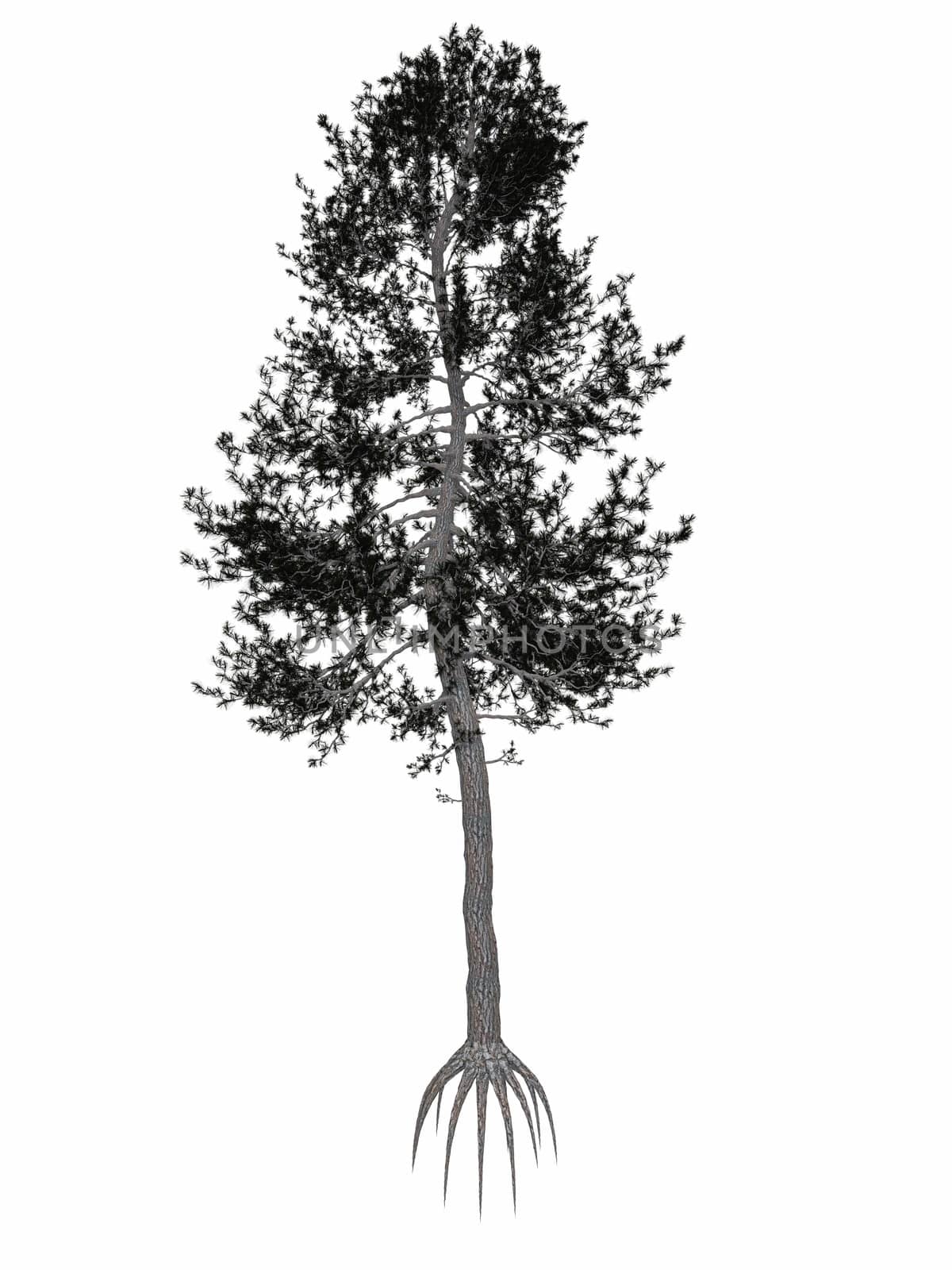 Austrian or black pine, pinus nigra, tree isolated in white background - 3D render