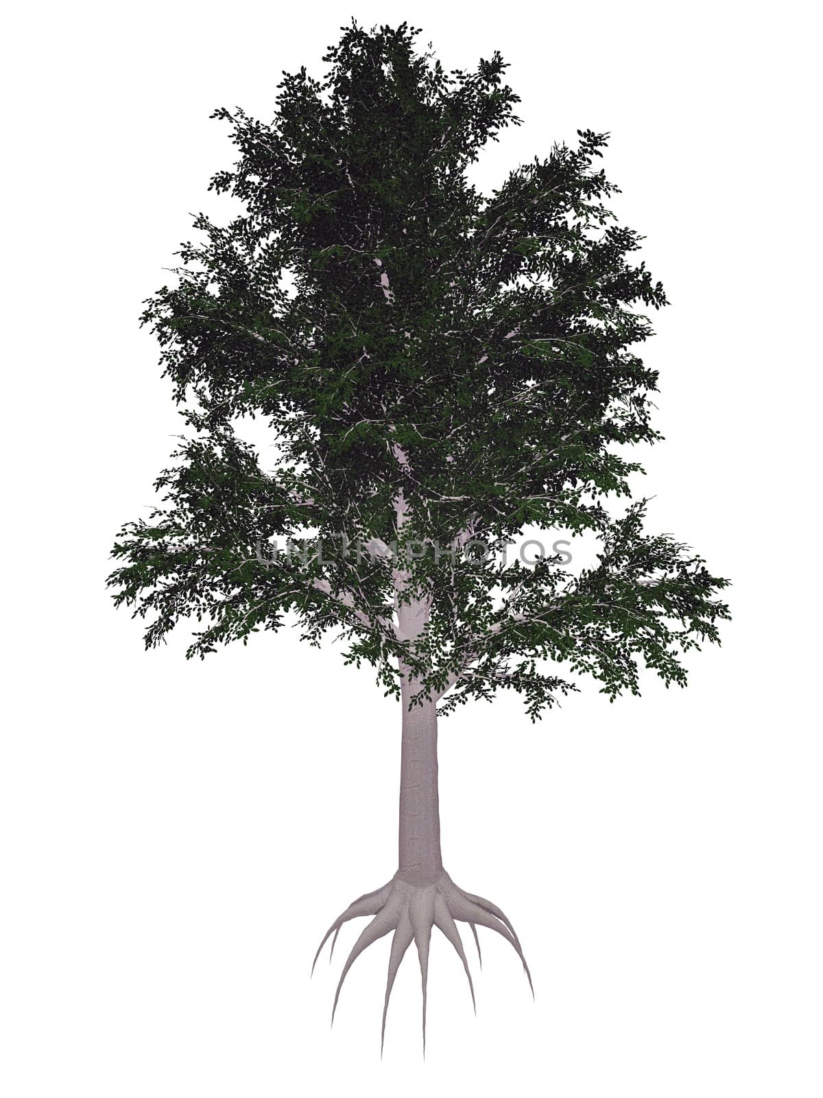 European or common beech, fagus sylvatica tree isolated in white background - 3D render