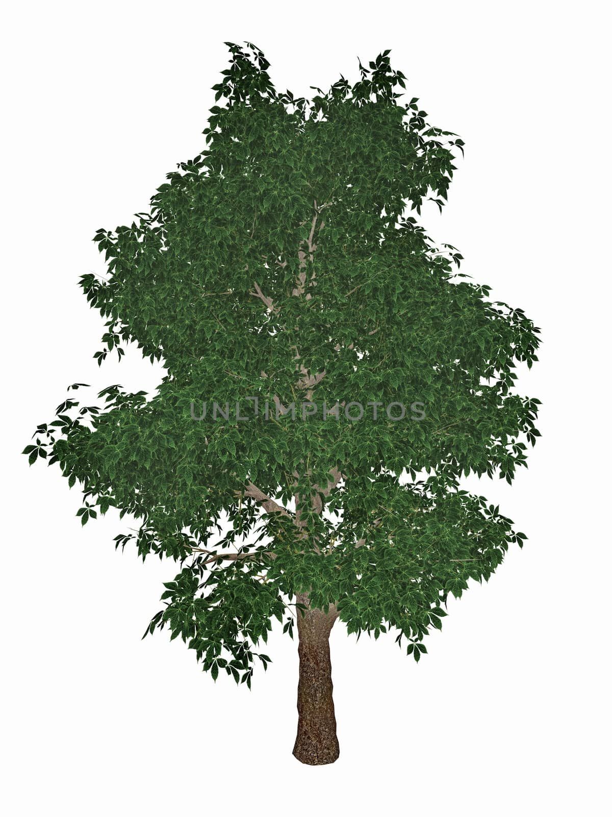 Horse-chestnut or conker tree, aesculus hippocastanum isolated in white background - 3D render