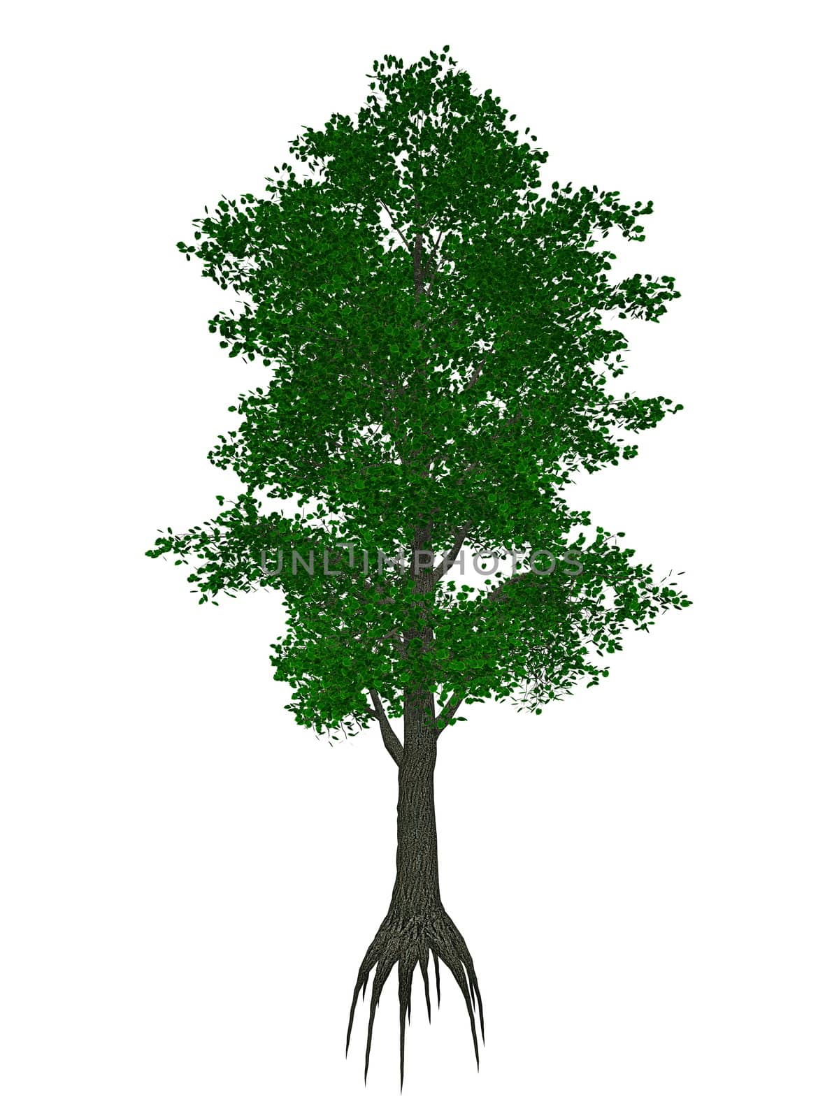 Small-leaved lime or little-leaf linden, tilia cordata tree isolated in white background - 3D render