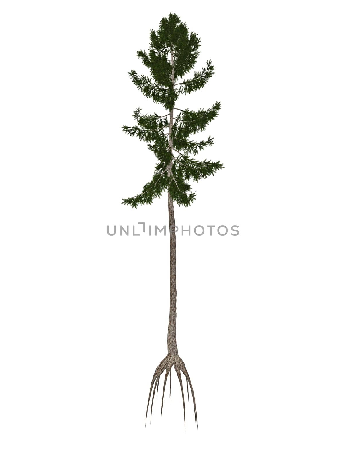 Norway spruce tree isolated in white background - 3D render